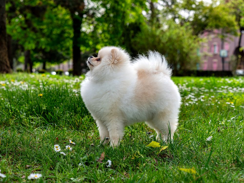 A funny spitz, a tiny dog.