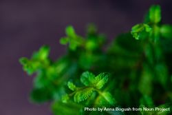 Baby fresh moroccan mint plant 56G26l