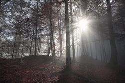 Morning sun rays through a dark forest