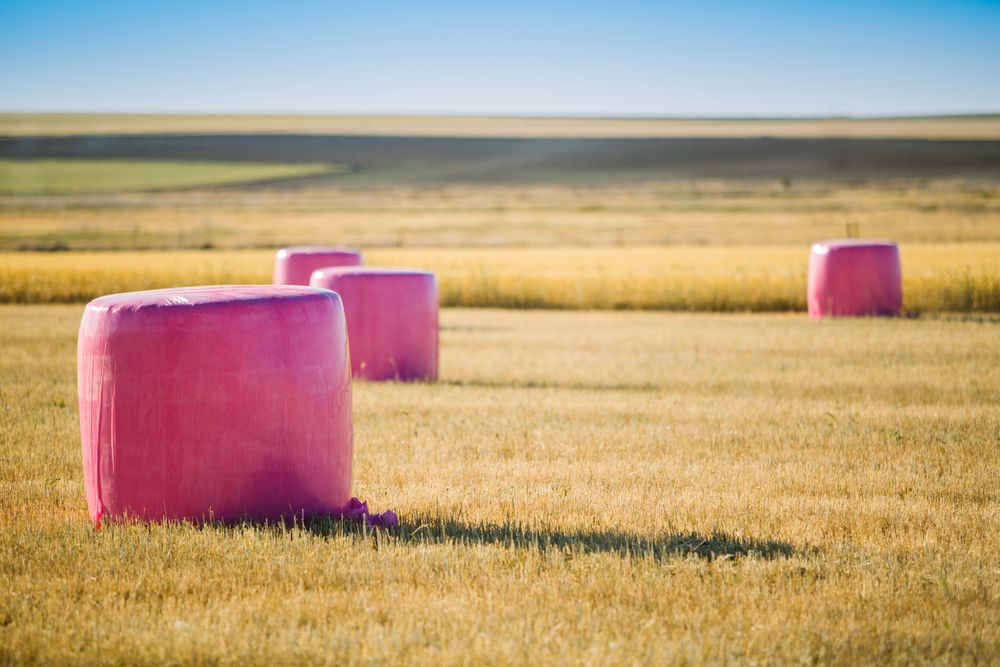 Bales wrapped with pink plastic