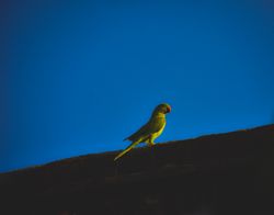 Green bird on top of roof during daytime