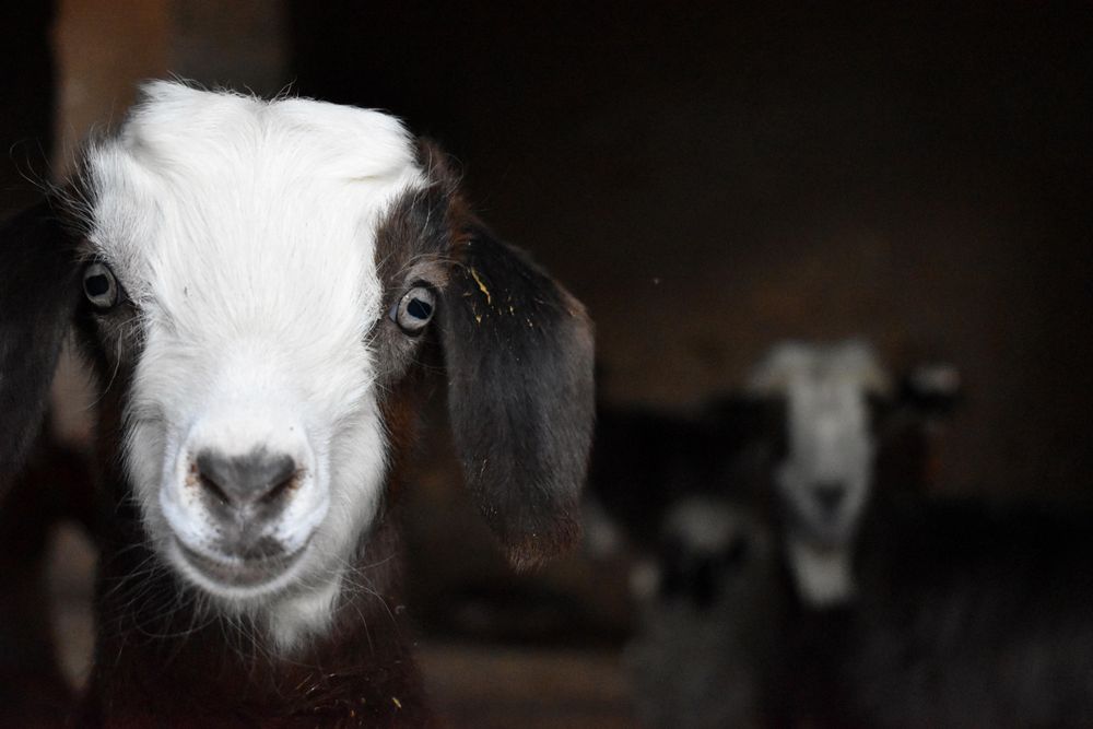 Close up of goat