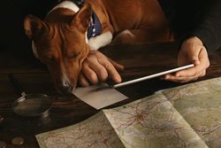 Curious basenji dog sleeps on knees with head on table