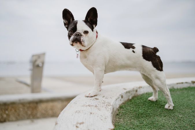 Small dog standing on rocks near sea