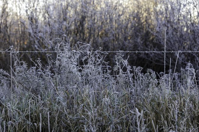 Frost-covered grass and plants along a barbed wire fence in Aitkin County, Minnesota
