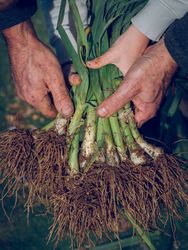Crop gardener and kid with fresh green onions