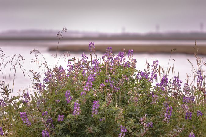 Purple flowers in foreground of lake