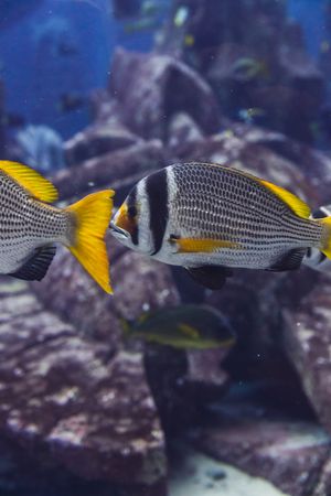 Exotic fish in aquarium