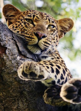 Leopard cub on tree