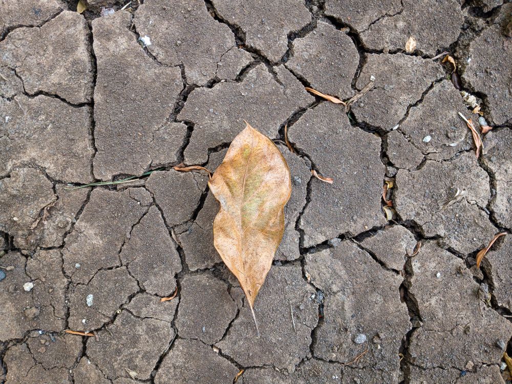 leaf on the cracked land