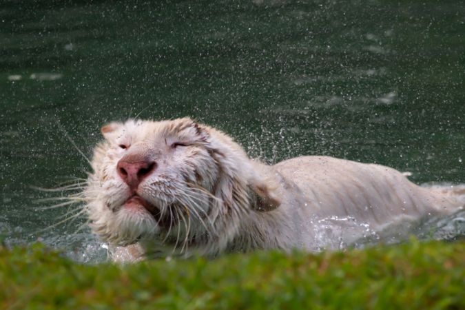 Tiger Taking Bath