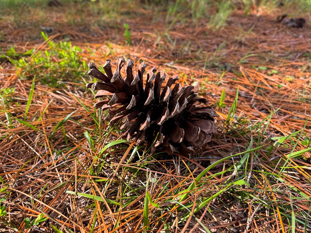 Fallen pine cone