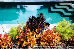 Garden bed with succulents in front of a swimming pool 0LmAE5