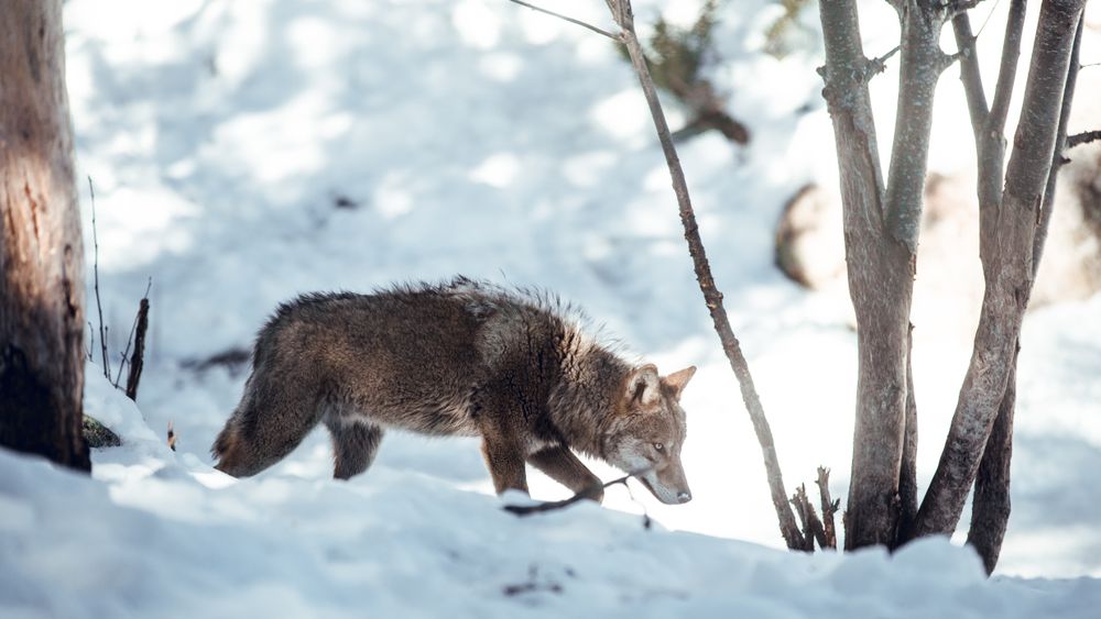Wolf on hill near stones and snow