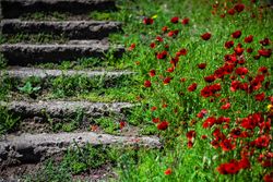 Red poppy flowers next to steps in a meadow