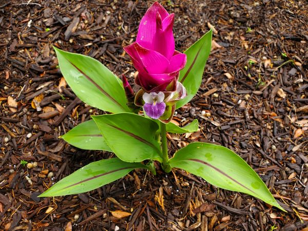 Pink curcuma flower