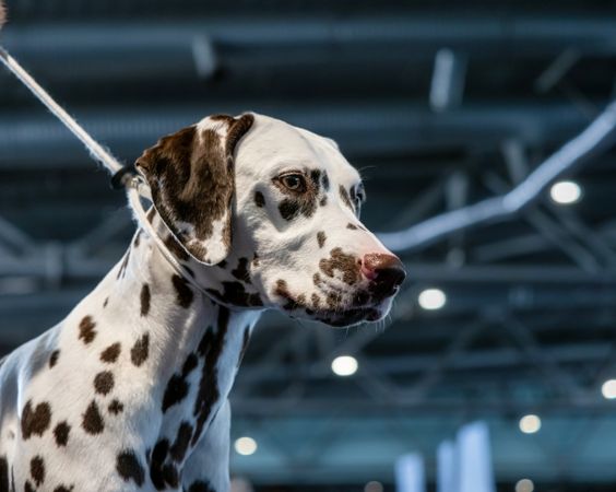 Beautiful Dalmatian with brown spots. Elegant dog.