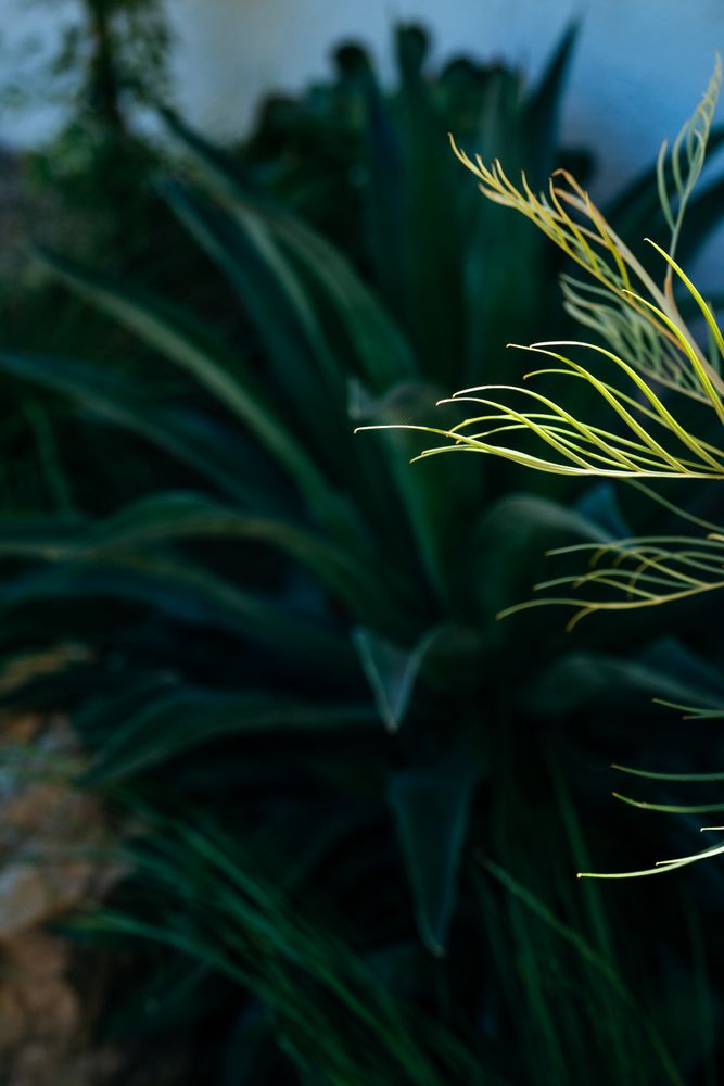 Light and dark green plants