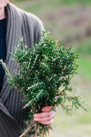 Crop woman with bunch of rosemary