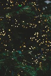 Green festive fur tree texture, vertical composition