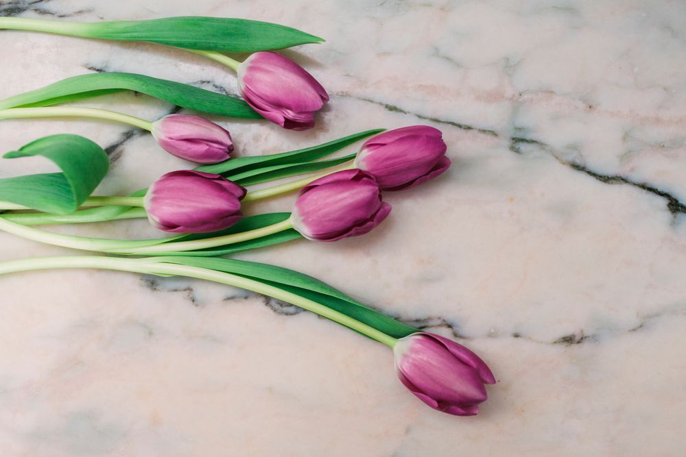 Pink tulips on clear background