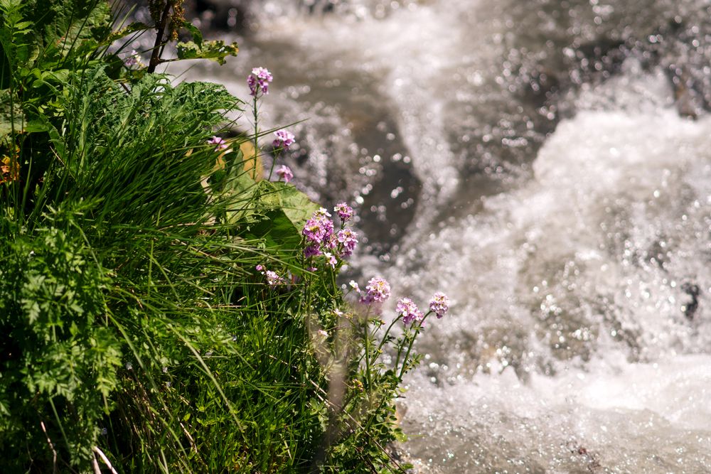 Purple wildflowers by rushing stream in sunlight.