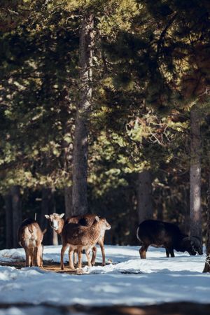 Wild sheep pasturing between trees and snow