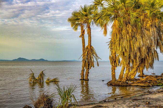 Doum palm in Lake Turkana, the world's largest alkaline, desert lake in the Kenyan Rift Valley