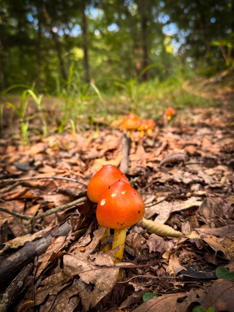 Nibbled Amanita Jacksonii mushrooms