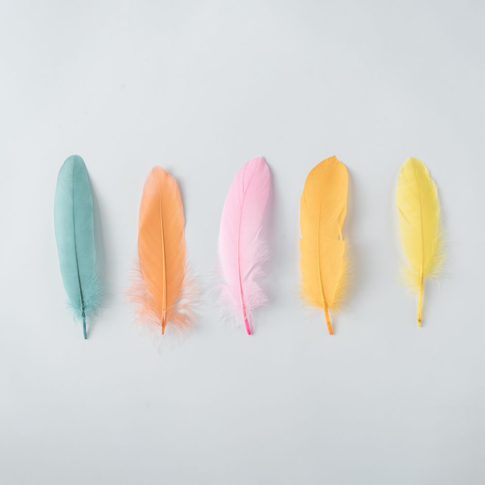 Colorful row of feathers on light background