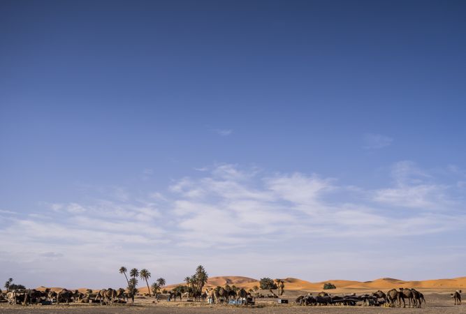 Camel camp at desert