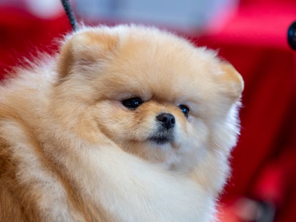 A funny spitz, a tiny dog.