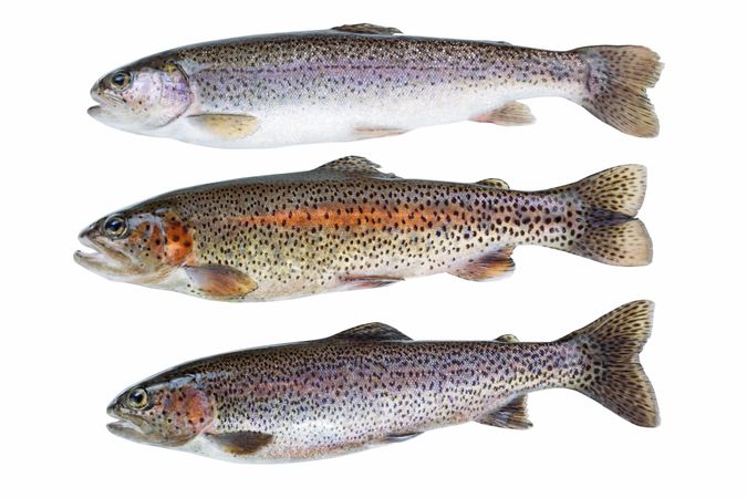 Wild native trout isolated on blank background