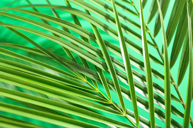 Beautiful palm leaves on color background, closeup. Exotic plant