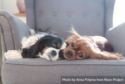 Two cute dogs resting together on the armchair 4d9VQb