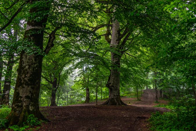 Misty morning in summer forest