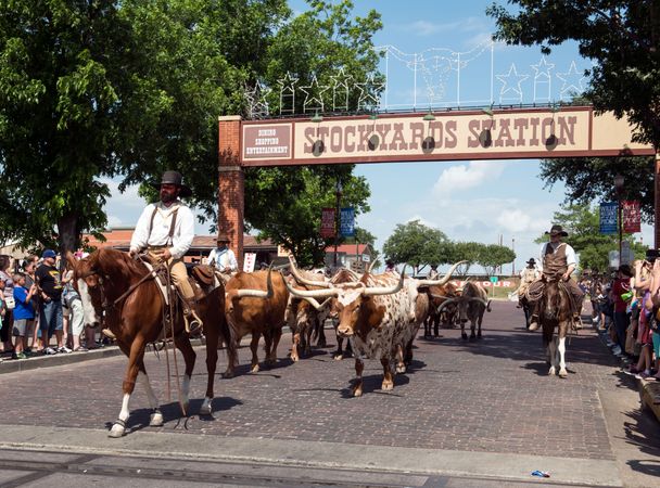 One of the twice-daily parades of longhorn steers Stockyards District of Fort Worth, Texas