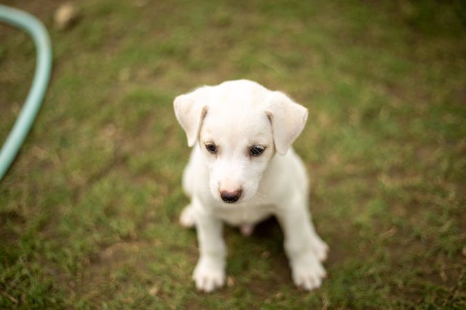 Light puppy on green grass field