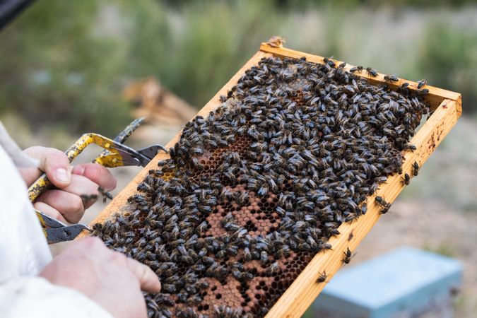 Beekeeper with many bees on honeycomb