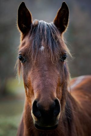 Brown horse in close up