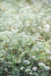 Flowering Gypsophila paniculata or panicled baby's-breath flowers