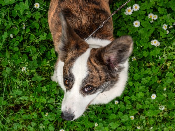 Funny corgi cardigan dog playing on a sunny lawn