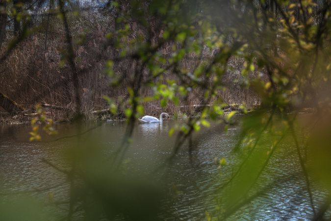 Swan in the pond shot through branches