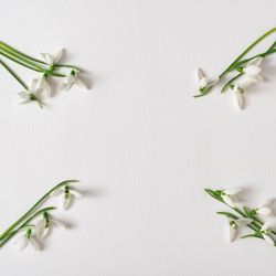 Snowdrop flowers with light paper note