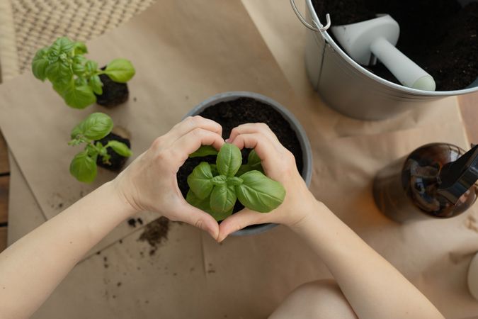Women's heart-shaped hands hold a green plant