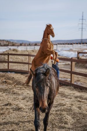 Worker caring for brown horse in open yard