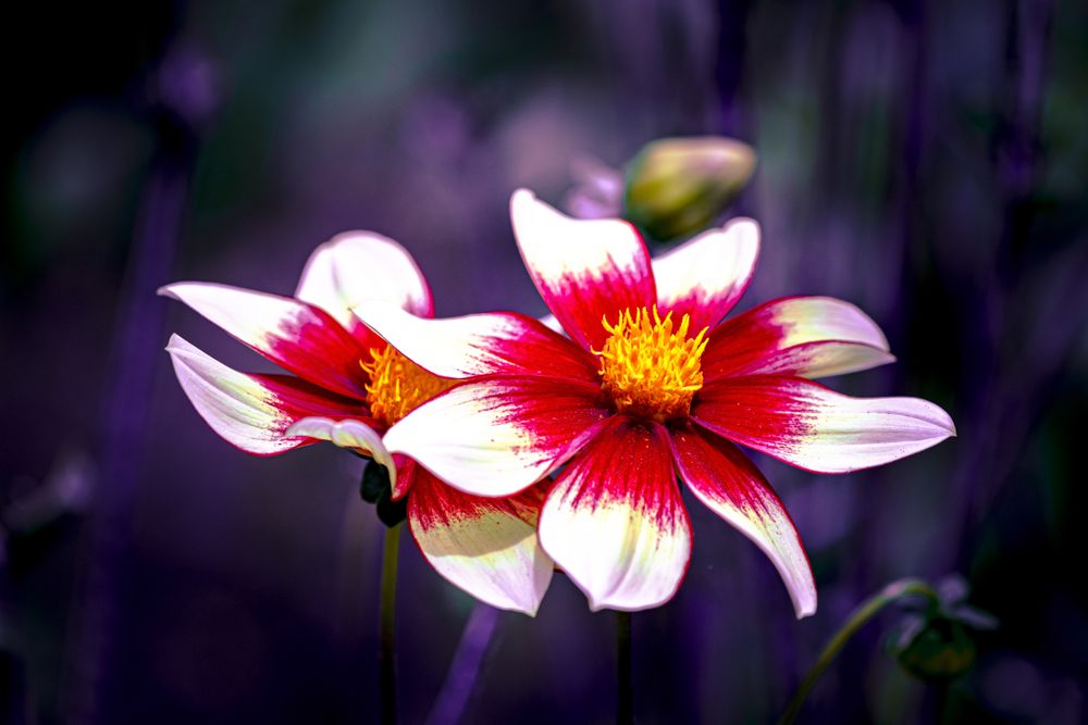 Red flower with light tips