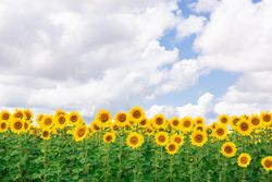 Sunflower field under cloudy sky