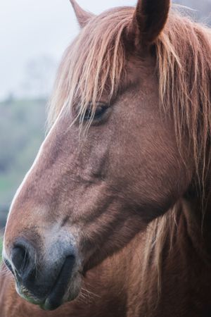 Chestnut horse standing in countryside