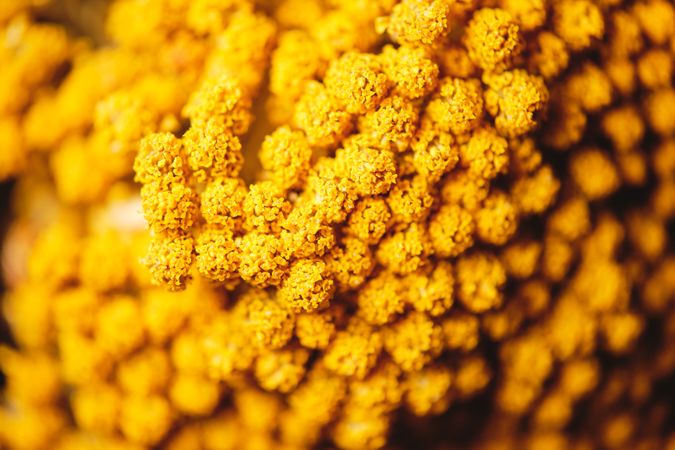 Blooming yellow mimosa in closeup with blurred background